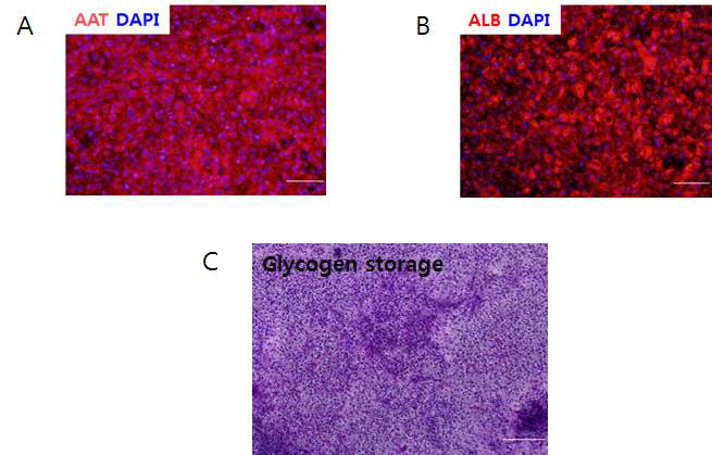 분화 간세포 검증 및 능력 검증 면역형광염색분석. A. AAT, B. Albumin C. PAS