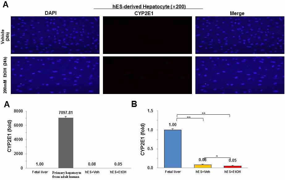 분화 간세포의 알콜반응에 따른 CYP2E1발현과 세포별 CYP2E1 발현비교