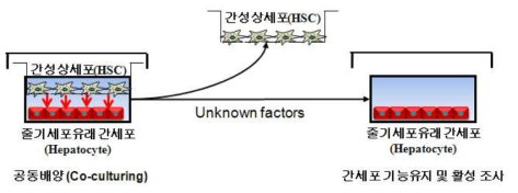 유도 간세포와 간성상세포와의 transwell을 이용한 공동배양기술 모식