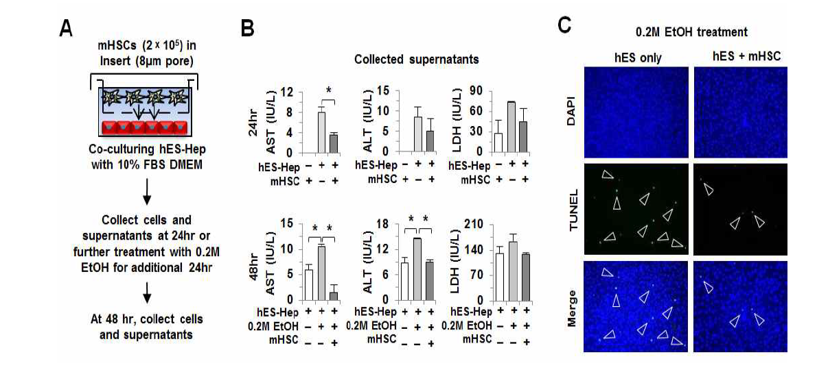간성상세포와 공동배양된 유도 간세포에 알코올 처치 및 분석