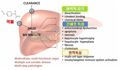 줄기세포 유래 간세포분화와 신약개발도