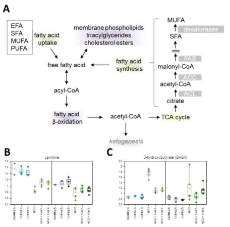 분화된 간세포에서 분비된 대사체의 beta oxidation에 대한 분석 결과