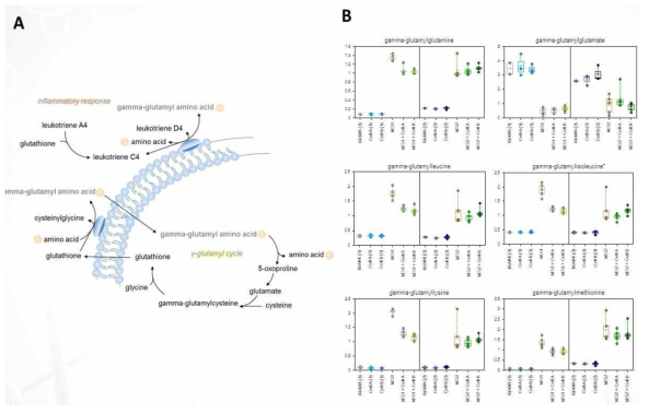 분화된 간세포에서 분비된 대사체의 oxidative stress에 대한 분석 결과