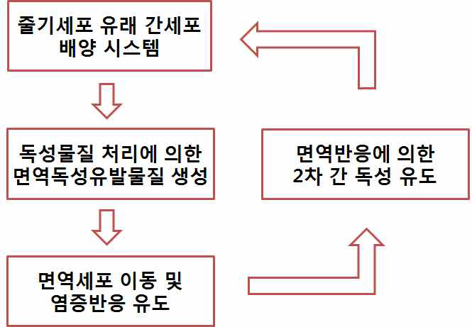 줄기세포 유래 간세포를 이용한 면역독성 (2차 간독성) 유도 개요