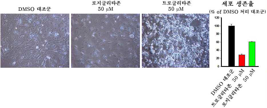 thiazolidinedione 약물 처리후 세포형태학적 변화 및 생존율 분석