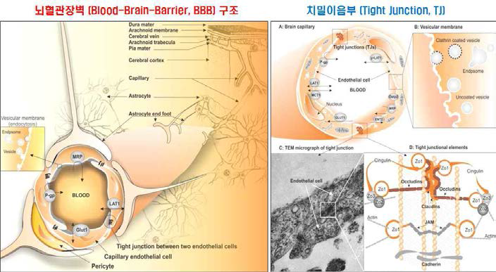 뇌혈관장벽 (Blood-Brain-Barrier, BBB) 및 치밀이음부(tight junction) 구조