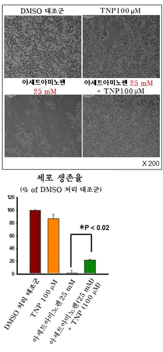 TNP에 의한 APAP-induced hepatotoxicity 억제반응 (인간 간암 HepG2세포)