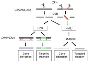 zinc finger nuclease를 이용한 genome editing의 예