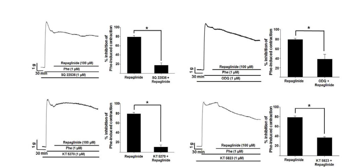 Repaglinide의 혈관이완 효과와 PKA/PKG의 연관성