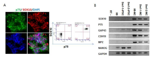 DM1-특이 신경능선세포 특이 마커 양성 세포군 분리 (A), DM1-특이 신경능선세포의 분화 표지 마커 확인 (B)