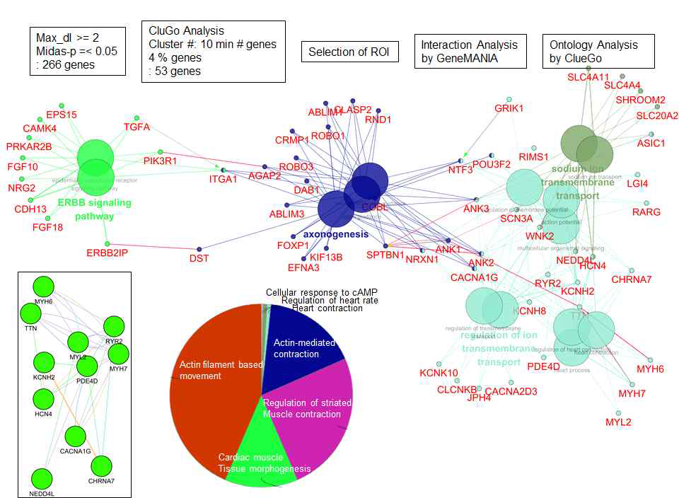 DM1-특이 심근세포의 질환 특이 pathway 분석 결과