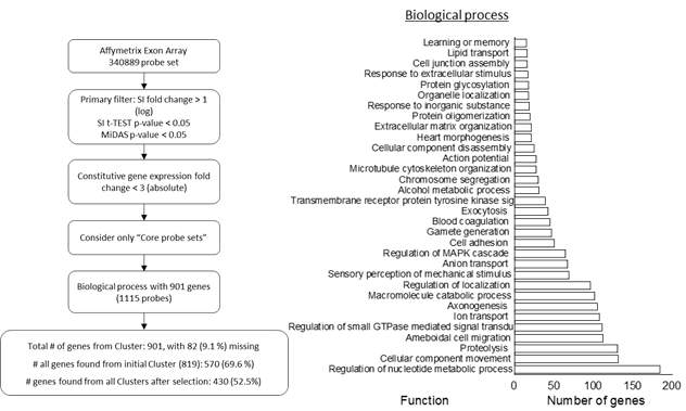 DM1-특이 심근모델의 질환 특이 exon expression pathway 분석 결과