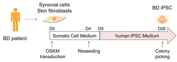 베체트 질환-특이적 역분화 줄기세포주 제조 모식도
