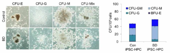 HPC의 분화능 확인 (Colony forming assay)