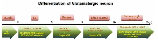 전분화능 줄기세포 기반 Glutamatergic neuron으로의 분화 최적화 수립