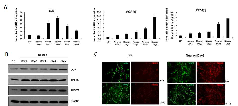 줄기세포에서 유래한 신경 세포 분화 과정에서의 발현 변화를 보인 유전자들의 발현량 검증