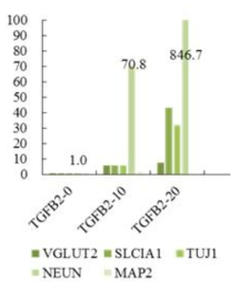 신경세포 분화시 TGF-β2의 첨가에 따른 분화 특이 단백질 발현 변화