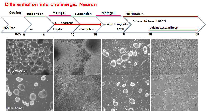 역분화 줄기세포 유래 cholinergic neuron 분화 조건 확립