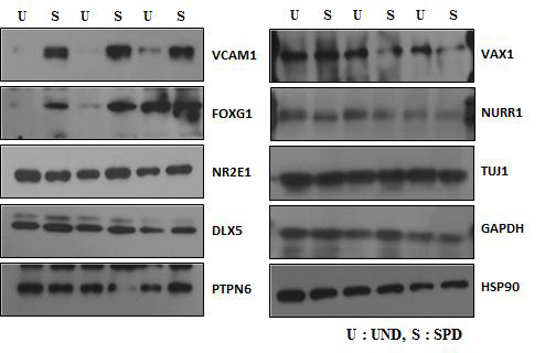 정상세포와 SPD세포에서의 단백질 발현 패턴 확인