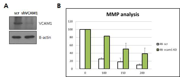 MPP+ 처리에 의한 Mitochondrial menbrane potential 감소 및 Vcam1 Knockdown에 의한 영향