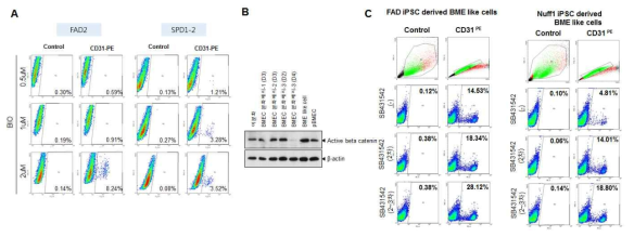 WNT/β-catenin 및 TGF-β 신호전달 경로 활성 조절을 통한 BMEC로 분화 분석