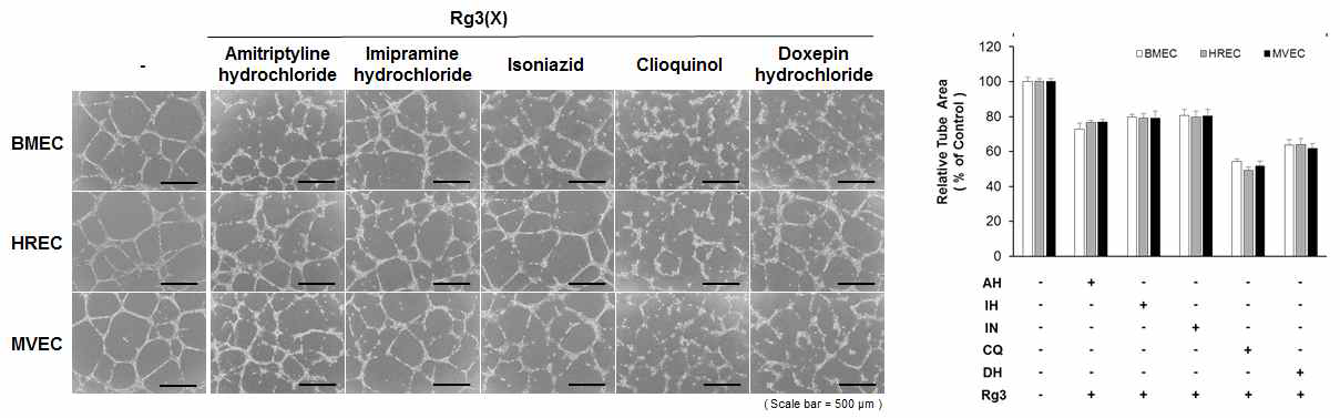 Rg3(X)에 의한 뇌혈관내피세포 혈관신생 저해 억제능 분석