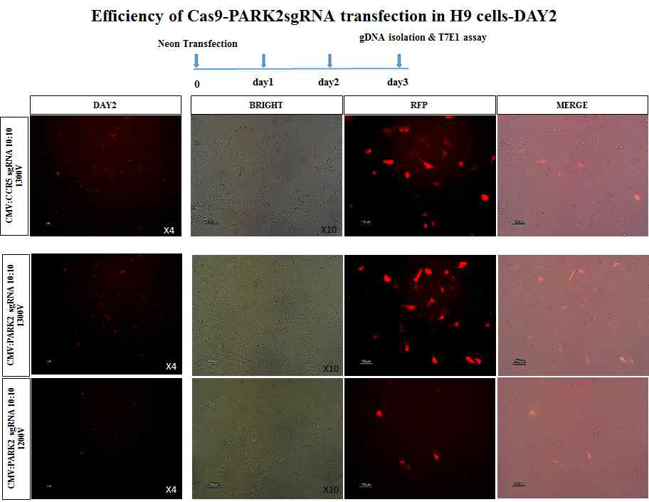 Efficiency of Cas9-RPARK2 sgRNA transfection in H9 cells (Day 2)
