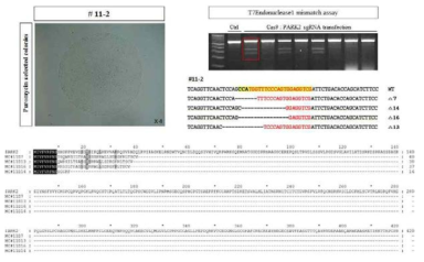Generation of PARK2 mutant RSC colony using CRISPR/Cas9 editing