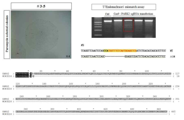 Generation of PARK2 mutant RSC colony using CRISPR/Cas9 editing