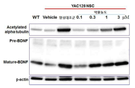 약물처리 후 alpha-tubulin acetylation 및 BDNF 발현이 증가됨을 확인 (western blot)