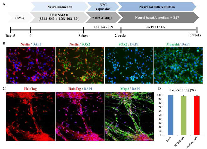 MAP2 reporter iPSC line의 HaloTag 및 분화효율 확인