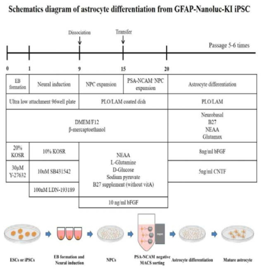 GFAP 특이적 reporter iPSC line 으로부터 안정적인 astrocyte 분화유도 조건 확립