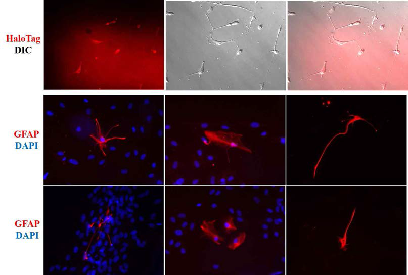 GFAP reporter iPSC line의 HaloTag 및 특성분석