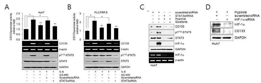(A, B) IL-6이 STAT3 매개로 CD133의 발현을 유도함. Huh7 (A)과 PLC/PRF/5 (B) 세포에 CD1333-promoter-Luc와 pRL-TK 및 scrembled 나 STAT3 siRNA를 transfection하고 IL-6, AG-490를 처리하거나 처리하지 않음. Luciferase 활성을 측정하고 CD133과 활성 STAT3의 발현량을 western blotting 이나 RT PCR 로 분석. (C) STAT3 의존적 HIF-1a 발현이 CD133의 발현을 조절함. Huh7 세포에 scrambled나 shSTAT3를 transfection하고 저산소증 상황에서 sorafenib의 처리 유무를 진행함