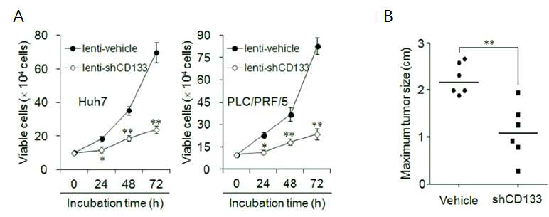 CD133 silencing 에 따른 HCC 세포 생장 억제 및 in vivo 종양형성 억제 (A) lenti-shCD133을 transduce하여 CD133의 발현을 저해한 Huh7과 PLC/PRF/5 세포주에서 대조군인 lenti-vehicle 처리시와 비교 (B) lentivirus를 이용하여 vehicle이나 shCD133를 transduction한 Huh7 세포를 mice에 삽입하여 형성하는 종양 크기 비교