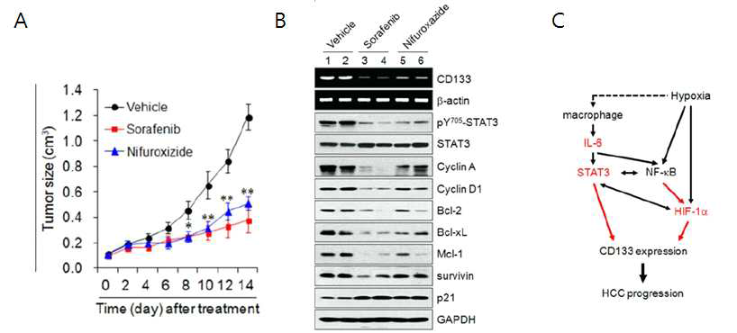 Sorafinib, Nifuroxizide의 STAT3 활성, CD133과 HIF-1a의 발현 저해를 통한 간암 생장 억제