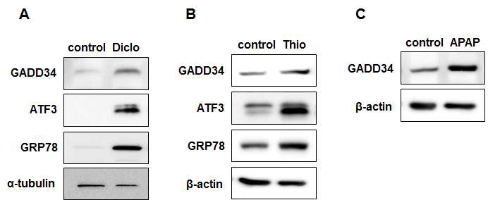 hES-derived hepatocyte-like 세포에 간독성 약물 Diclofenac(A), Thioactamide(B), Acetaminophen (APAP, C)를 처리하여 대조군 대비 GADD33, ATF3 의 단백질 발현량이 증가함을 확인함