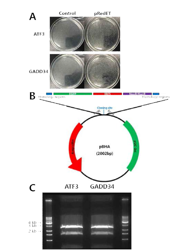 ATF3, GADD34 유전자 서열이 포함된 BAC clone에 EGFP-IRES-Neo DNA fragment 재조합 실험 진행