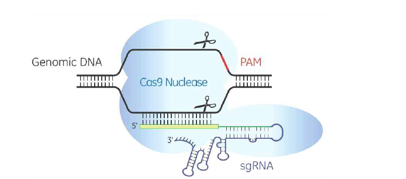 RNA-guided Cas9 nuclease 모식도