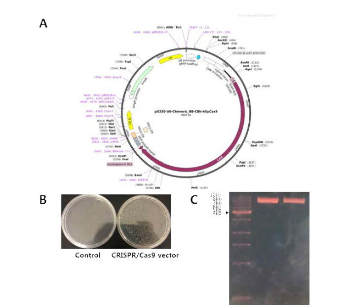 CRISPR/Cas9 vector인 pX330의 정보 및 배양 (A) CRISPR/Cas9 vector인 pX330의 map (B) pX330이 100μg ampicilin 포함된 LB agar plate에서 colony가 형성되는 것을 확인 (C)colony 배양하여 전기영동한 후 크기 확인
