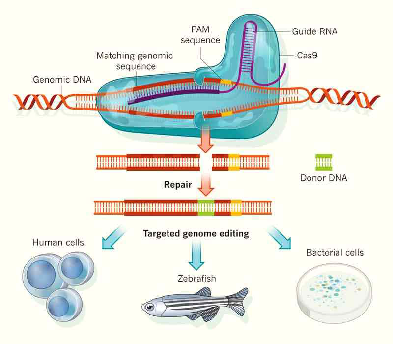CRISPR/Cas9 시스템의 원리(Biothechnology: Rewriting a genome