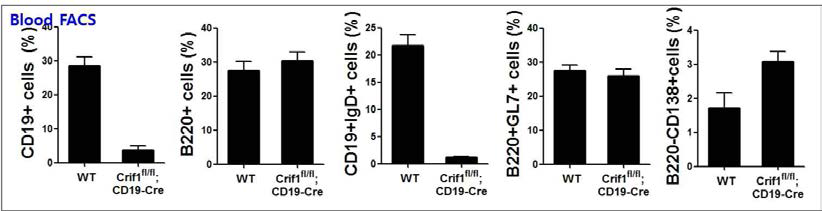 Crif1fl/fl; CD19-Cre와 Crif1 flox 마우스의 혈액 세포에서 B 세포 표현형 조사
