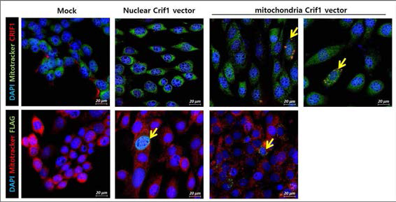 핵, 미토콘드리아 이동 벡터를 통한 CRIF1 발현 확인