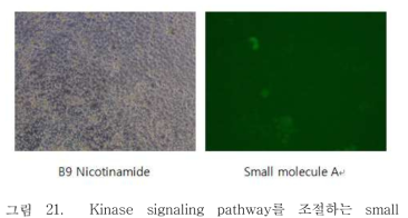 Kinase signaling pathway를 조절하는 small molecule 처리 후 생식줄기세포의 변화