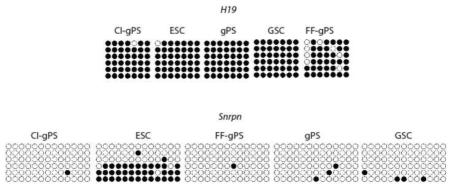 Bisulfite sequencing 분석을 통한 자가역분화 후 부계 각인유전자인 H19과 모계 각인유전자인 Snrpn에서의 패턴 확인.
