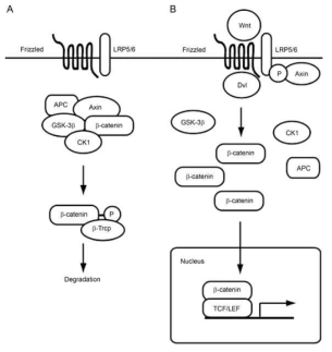 A schematic diagram of selected components of the canonical Wnt signaling pathways. (Nemeth, M.J. & Bodine
