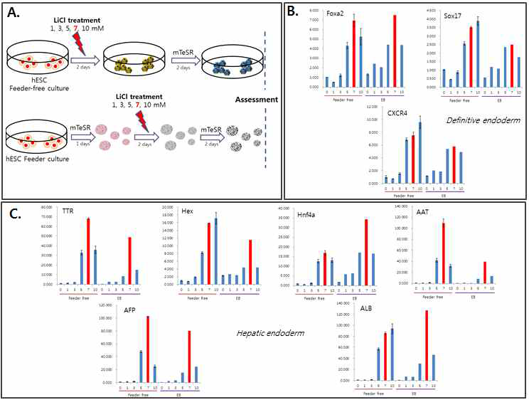 (A) 기 보유 분화 기법(배아체 형성을 통한 분화)과 신규 부착분화 기법의 모식도와 리튬의 농도별 처리 (B) 두 가지 분화기법에서 리튬의 농도에 따른 완성내배엽성 유전자 발현을 real-time PCR을 통해 확인 (C) 간내배엽성 유전자 발현을 real-time PCR을 통해 확인