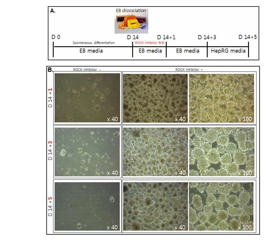 dissociation & reaggregation을 통한 구체 형성의 모식도 (B) Rock inhibitor 처리 유무에 따른 구체형성능과 증식 비교를 보여주는 phase contrast 사진
