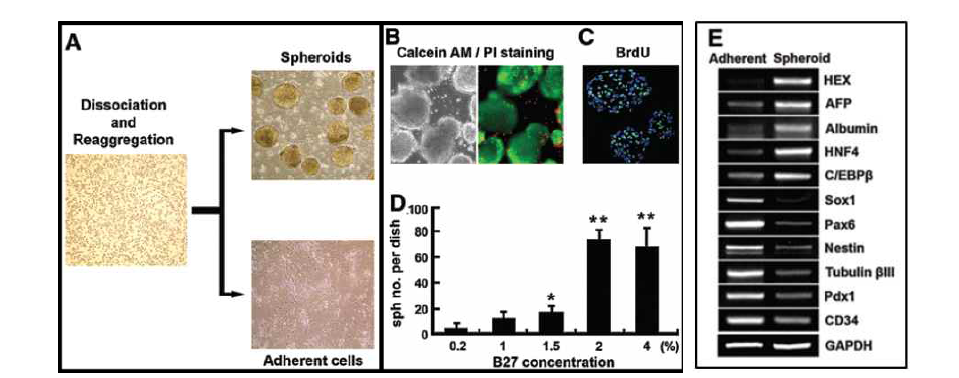 (A) 배아체를 이용한 hepatic spheroid 형성 모식도 (B and C) 만들어진 hepatic spheroid의 phase contrast 사진과 Calcein AM/PI stainin과 BrdU (D) B27의 농도에 따른 형성된 spheroid 갯수 (E) spheroid 형성 세포와 adherent 세포의 RT-PCR을 통한 유전자 발현 비교