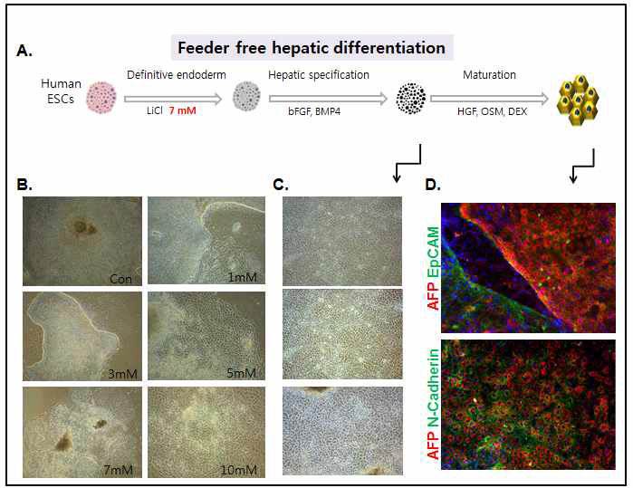 (A) Hepatic sphere형성을 위한 새로운 분화기법의 모식도 (B) 리튬의 농도에 따른 분화차이를 보여주는 phase contrast 사진 (C) bFGF와 BMP4를 처리한 이후 분화된 세포의 phase contrast 사진 (D) HGF, OSM과 DEX을 처리한 이후 분화된 세포의 형광염색